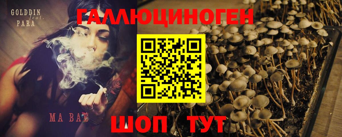Галлюциногенные грибы Psilocybine cubensis Сургут